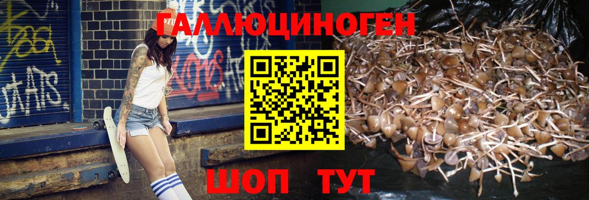Галлюциногенные грибы Psilocybe Ртищево
